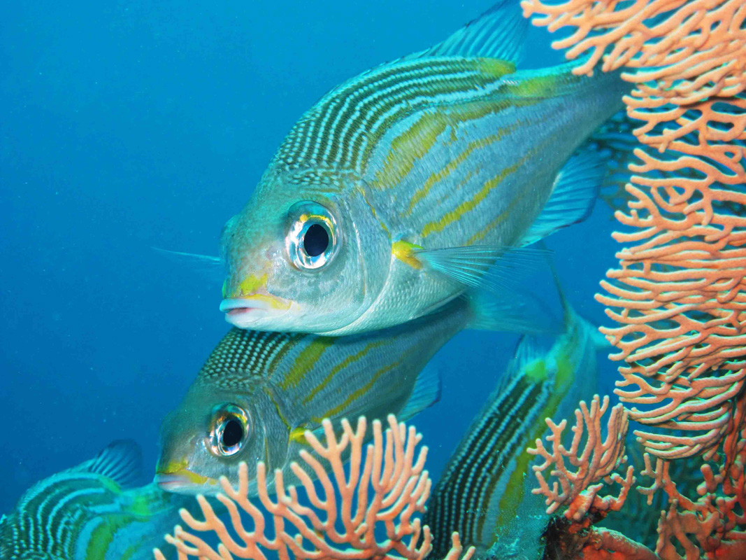 Snorkeling Mauritius